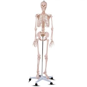 Anatómiai csontváz modell állvánnyal