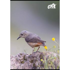   Füzet, tűzött, A4, vonalas, 80 lap, COOL BY VICTORIA Birds (ISVFC102)