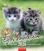 Naptár, fali, CSG Én és a barátaim (NCFNU05)