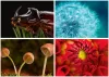Naptár, fali, DAYLINER, Macro Lens (NFAMLB4U)