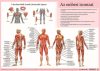 Könyökalátét, kétoldalas, A3, STIEFEL Az emberi vázizomzat / érzékszervek (VTKA305)