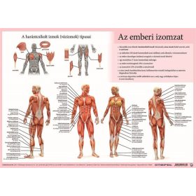   Könyökalátét, kétoldalas, A3, STIEFEL Az emberi vázizomzat / érzékszervek (VTKA305)