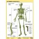 Tanulói munkalap, A4, STIEFEL Az emberi csontváz (VTM20)