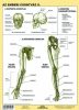 Tanulói munkalap, A4, STIEFEL Az emberi csontváz (VTM20)