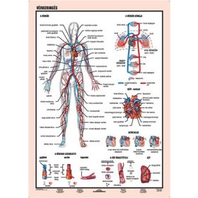 Tanulói munkalap, A4,  STIEFEL Vérkeringés (VTM60)